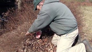 Renewal Pruning Spirea  Taming the Monster [upl. by Ruyam]