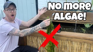 TOP ‘5’ Pond Plants to STOP ALGAE [upl. by Aikcin]