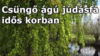 Cercis canadensis Pendula  Csüngő ágú júdásfa  idős korban [upl. by Coretta]