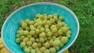 Making a Star Gooseberry Drink  Video [upl. by Frieder]