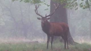 Röhrender Hirsch morgens im Wald [upl. by Raynard]