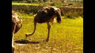 Mit der Kamera nahe dabei Laufvogel Strauß auf Mallorca März 2013 [upl. by Nyllij]