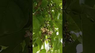 Pongame Oiltree करंज Millettia Pinnata Pongame Pongamia Pinnata Pongamia Tree  Pinnata Tree [upl. by Siouxie556]