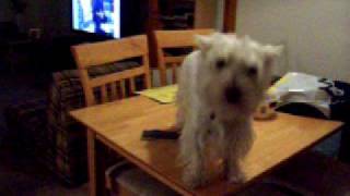 Westie Dog stuck on table [upl. by Hadeehsar]