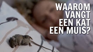 Waarom vangt een kat een muis  De Buitendienst over de Kat [upl. by Rede]