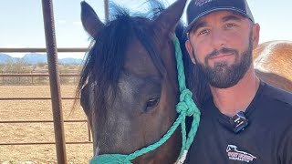 Sport Horse Chiropractic Dr Mike Adney is live [upl. by Pine638]