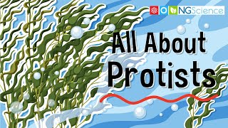 All About Protists [upl. by Afra]