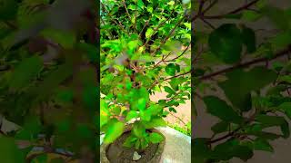 Tulsi ka paudha kis ke ghar may panpta hai tulsi tulasiplant giloybenefits [upl. by Smaoht]