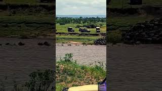 The 2024 Tanzania Serengeti Wildebeest Migration Documentary [upl. by Allis]