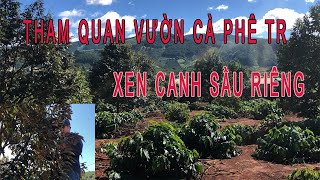 Mô Hình Nông Nghiệp Bền Vững Cà Phê Xen Canh Cây Sầu Riêng [upl. by Yirinec]