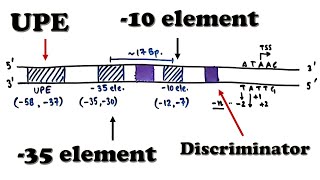 Prokaryotic Transcription  Promoter Structure and Organization [upl. by Eulaliah]