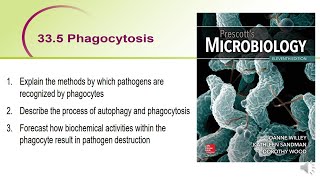 Phagocytosis  BMI2607 [upl. by Garwood973]