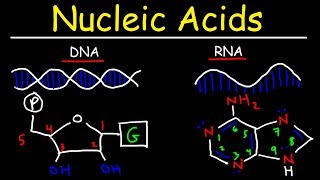 Nucleic Acids  RNA and DNA Structure  Biochemistry [upl. by Valeria820]