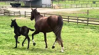 1st day out 2024 Colt by Glamourdale out of Frisky Witch Franziskus [upl. by Gabel]