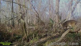 Maurepas Swamp WMA Trail Cam Videos thru Feb 2023 [upl. by Innis]