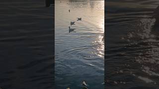 duddingston park Edinburgh Scotland goose duck swan goosegooseduckgameplay [upl. by Reivax]