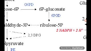 Red Blood Cells metabolism [upl. by Okimuy]