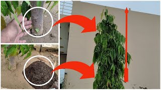 अशोक का पेड़ बढ़ेगा दुगनी गति से बस आपको ये करना है। Polyalthia longifolia Tree Care [upl. by Loriner]