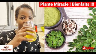 5 minutes pour comprendre les BIENFAITS de cette plante miracle  👍 Le Moringa arbre de vie [upl. by Oinigih]