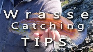 Wrasse Catching Tips [upl. by Richers610]