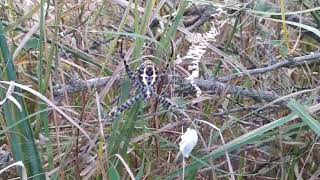 Argiope nest and web in Chambal forest [upl. by Malca794]