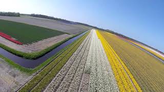 Tulpen Hyacinten en Narcissen [upl. by Adilem729]