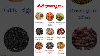 🤩🤩Navadhanyalunine types of grains for general knowledge subscribelike amp share for more updates [upl. by Iramo436]