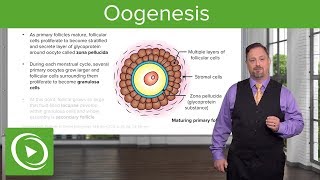 Oogenesis and Follicles – Embryology  Lecturio [upl. by Annod]