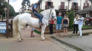 Cavalo Bretão da França que vive em Monte VerdeMG [upl. by Ev]