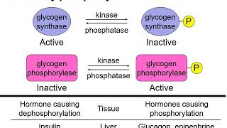 Carbohydrate metabolism 2  Regulation of glycogen metabolism [upl. by Yrrok]