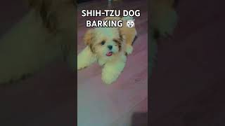 ShihTzu dogs is barking 🐺🐕🐕🤩🥰❤️❤️😍✔️shorts shihitzu pets lovingpets [upl. by Ellett88]