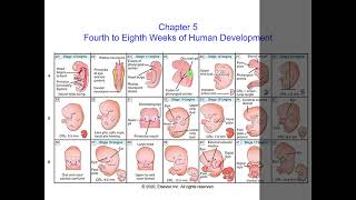 【胚胎學正課】胚胎第四週到出生發展 4th Week to Birth Development 長庚大學 中醫醫學 大三 20210928 [upl. by Roede10]