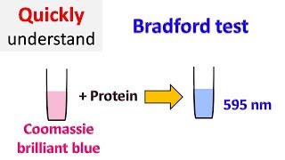 Bradford protein assay  Bradford test [upl. by Jaymie885]