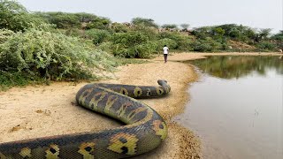 Anaconda Snake 3 In Real Life HD Video [upl. by Attelahs]