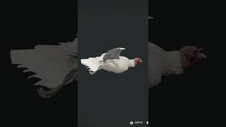 I accidently shot an Albino Turkey cotw cotwclips [upl. by Ecnerolf]