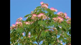 Mimosa Tree [upl. by Ahsinoj101]