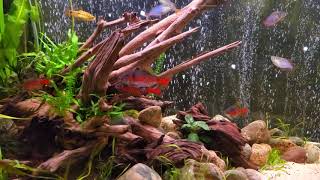 Beautiful odessa barbs denison barbs gold barbs praecox rainbowfish [upl. by Adlaremse343]