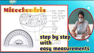 Mitochondria diagram  How to draw mitochondria easily  Draw mitochondria easily [upl. by Yankee]