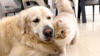 Cute Cat Demands Attention from Golden Retrievers [upl. by Johnston566]