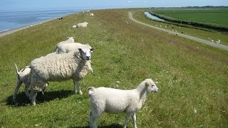 Schapen op de zeedijk Harlingen  Oosterbierum [upl. by Mutua]