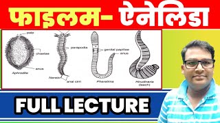 Phylum Annelida full lecture  Annelida General character classification and example Annelida BSc [upl. by Resaec]