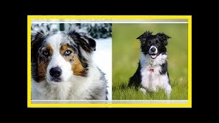 Differences between border collies and australian shepherds [upl. by Saihttam935]