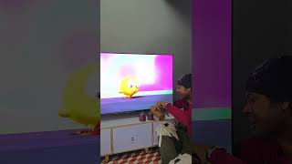 Chicky Bird Insult funny clip  Best funny short video  Try not to laugh [upl. by Alyac]