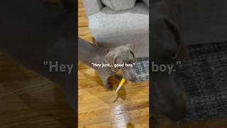 The cutest 🔪 attack weimaraner cutepuppy cuteanimals [upl. by Acissev]