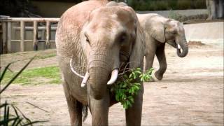 African Bush Elephants Eat at the San Diego Zoo Safari Park [upl. by Anauqal]