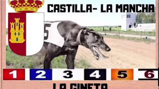 XXXIII Campeonato de CastillaLa Mancha de Galgos Recta La Gineta 2019 [upl. by Noemys58]