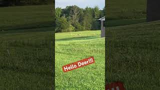 Feeding the deer in the afternoon lovely nature deer r [upl. by Aicertal103]