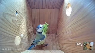 From empty nest to first egg in less than 8 minutes  BlueTit nest box live camera highlights 2021 [upl. by Clotilde44]