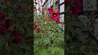 Hollyhocks A Favorite Cottage Garden Plant [upl. by Prud194]