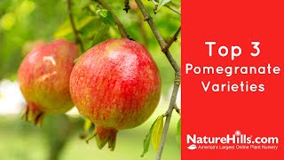 Top 3 Pomegranate Varieties  NatureHillscom [upl. by Hulbig]